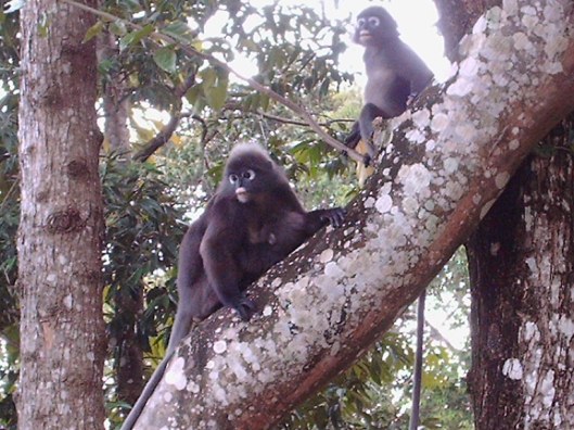 Foto's Maleisya 2010 161