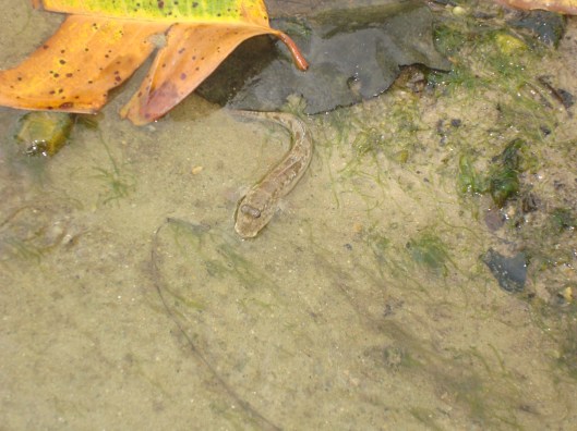 Foto's Maleisixc3xab 2010 123