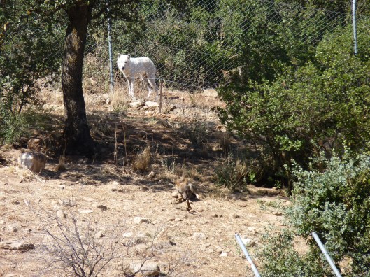 Fotos spanje 2010 036