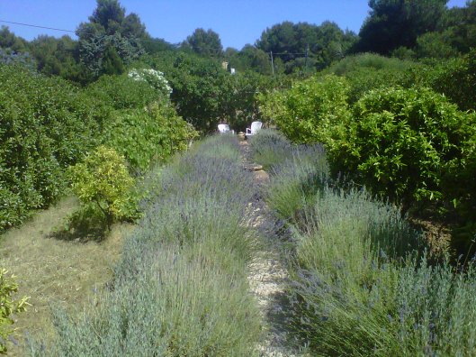 IMG00187-20110627-1625