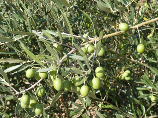 Fotos spanje 2010 008