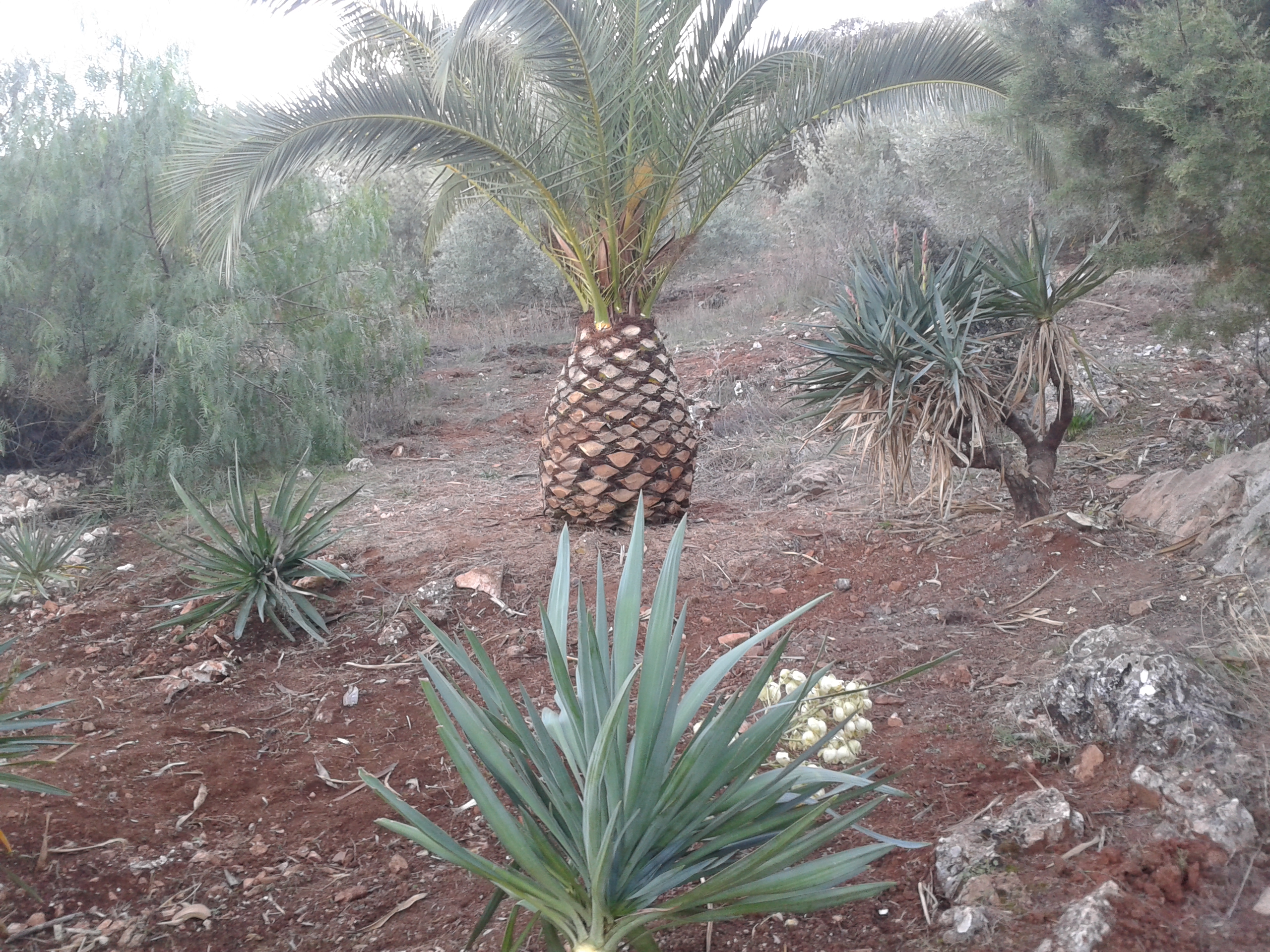 Onze ananas | Spaansgeluk, image size:2560x1920