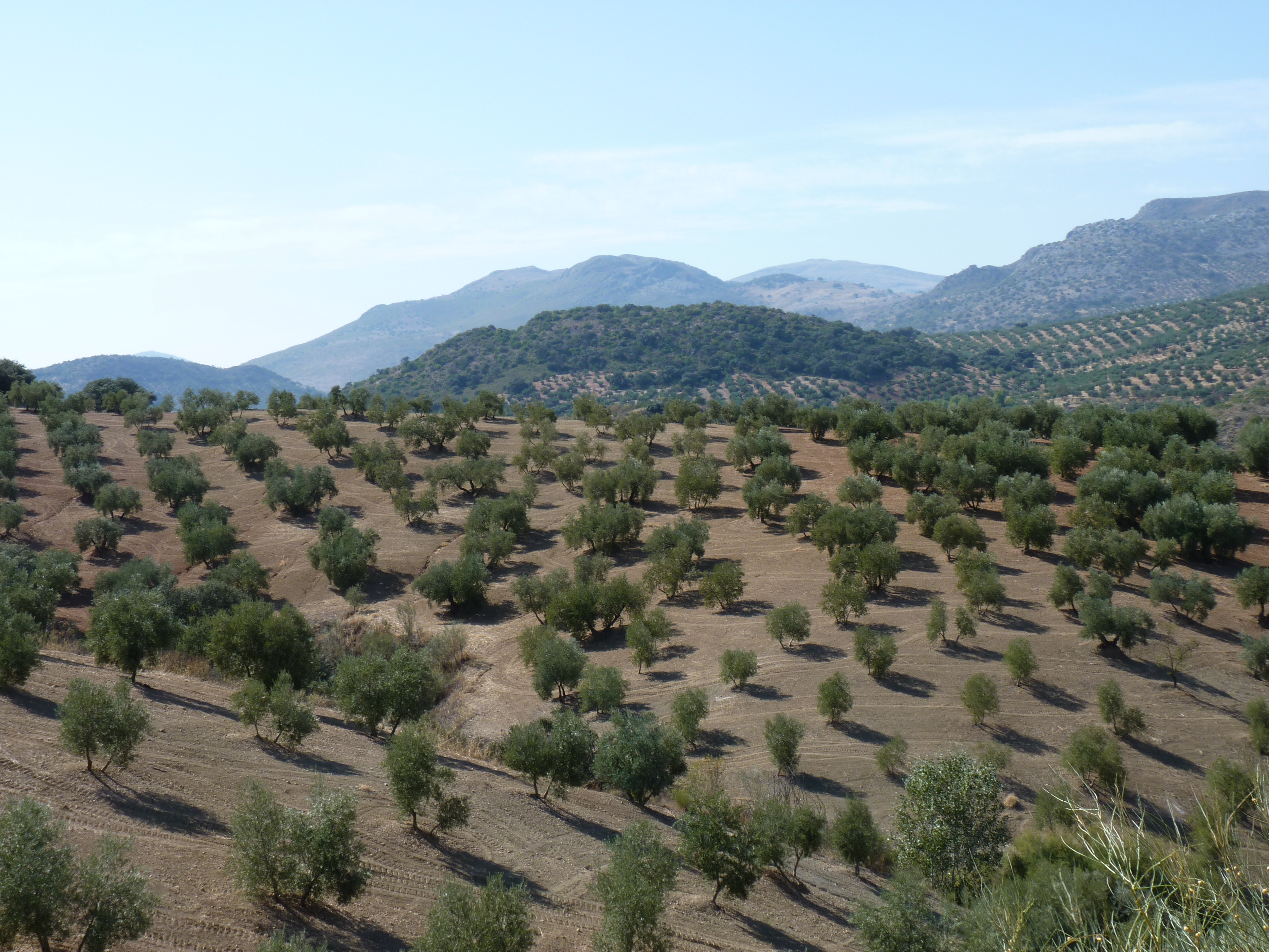 Olijfboomgaarden Provincie Cordoba