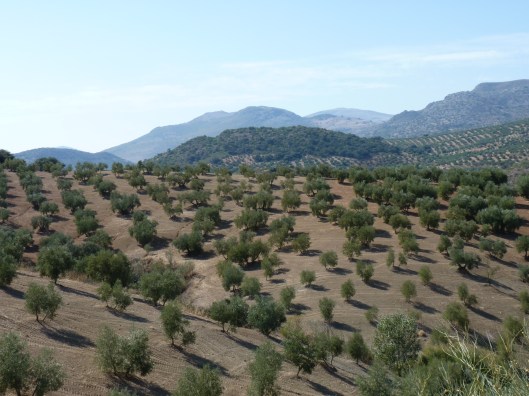 Olijfboomgaarden Provincie Cordoba