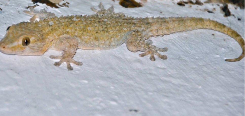 Screenshot_20210413_224550